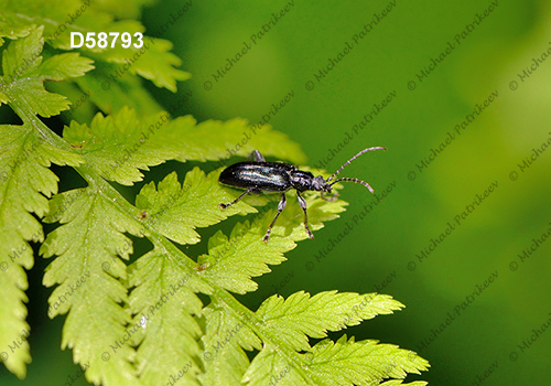 Plateumaris frosti (Donaciinae, Chrysomelidae)
